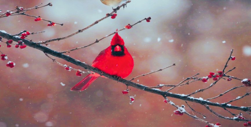 Cardinal in Snow 