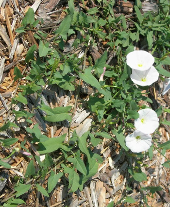 Bindweed with white flowers