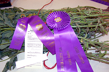 Soy bean exhibit with Grand Champion ribbon