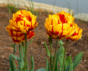 Yellow tulips with red streaks