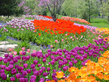 Landscape of tulips in various colors