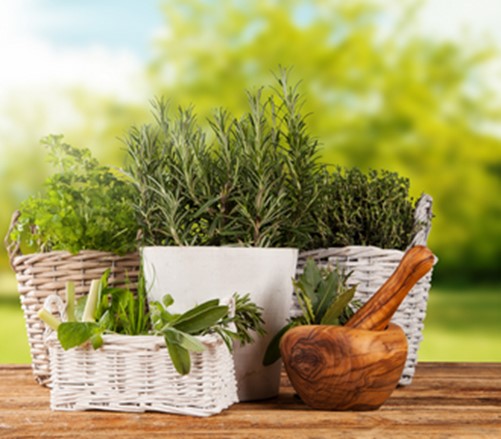 Herbs in baskets