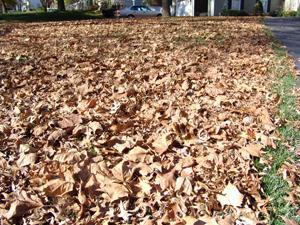 Lawn filled with dead tree leaves
