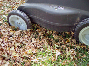 Lawn mower mulch mowing dried leaves