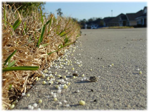 Fertilizer pellets on hardscape next to lawn.