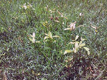 Oak seedlings in lawn