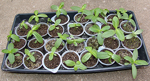 Flat of zinnia seedlings
