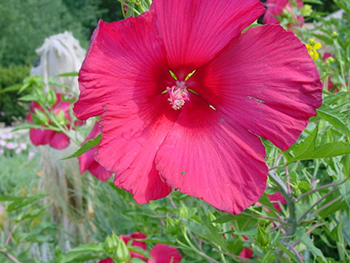 Red Hardy Hibiscus