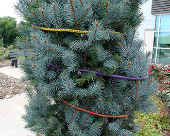 Blue spruce wrapped with bungee cords