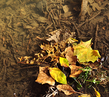 Fall leaves in a local creek
