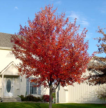 Red maple tree in fall season