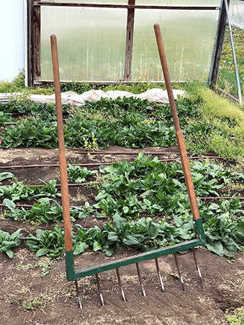 Slow tool broadfork in vegetable garden