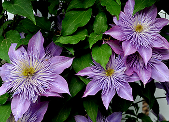 Crystal Fountain Clematis flowers