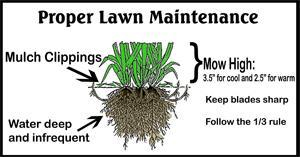 Proper Lawn Maintenance Graphic