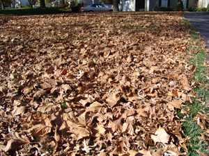 Leaves on the lawn