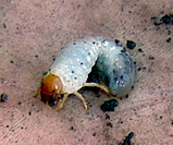 Grub larvae