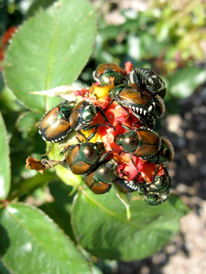 Japanese Beetles on rose buds