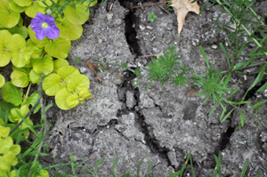 Cracked soil in the garden