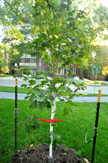 Small maple tree planted in the fall