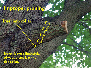 Improper tree limb pruning illustration