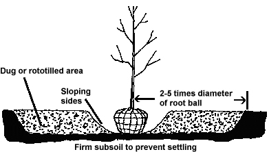 Illustration showing correct way to dig a hole for planting a tree.