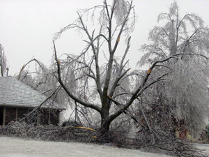 Tree damaged by heavy ice