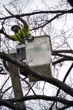 Arborist in bucket lift pruning tree