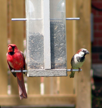 Male cardinal and house sparrow on a tube feeder eating black oil sunflower seeds.
