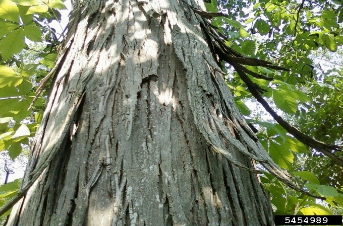 hickory tree bark