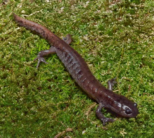 small mouthed salamander
