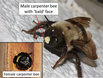 Carpenter bee male compared to female