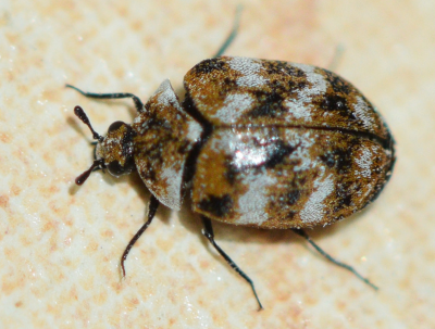 carpet beetle adult