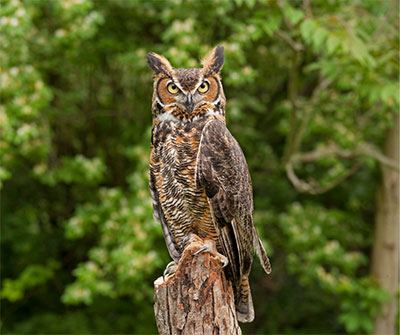 horn owl
