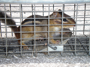 Chipmunk trapped in a live trap