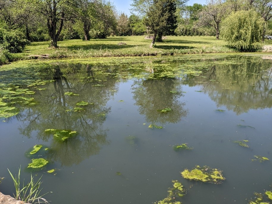 pond-vegetation