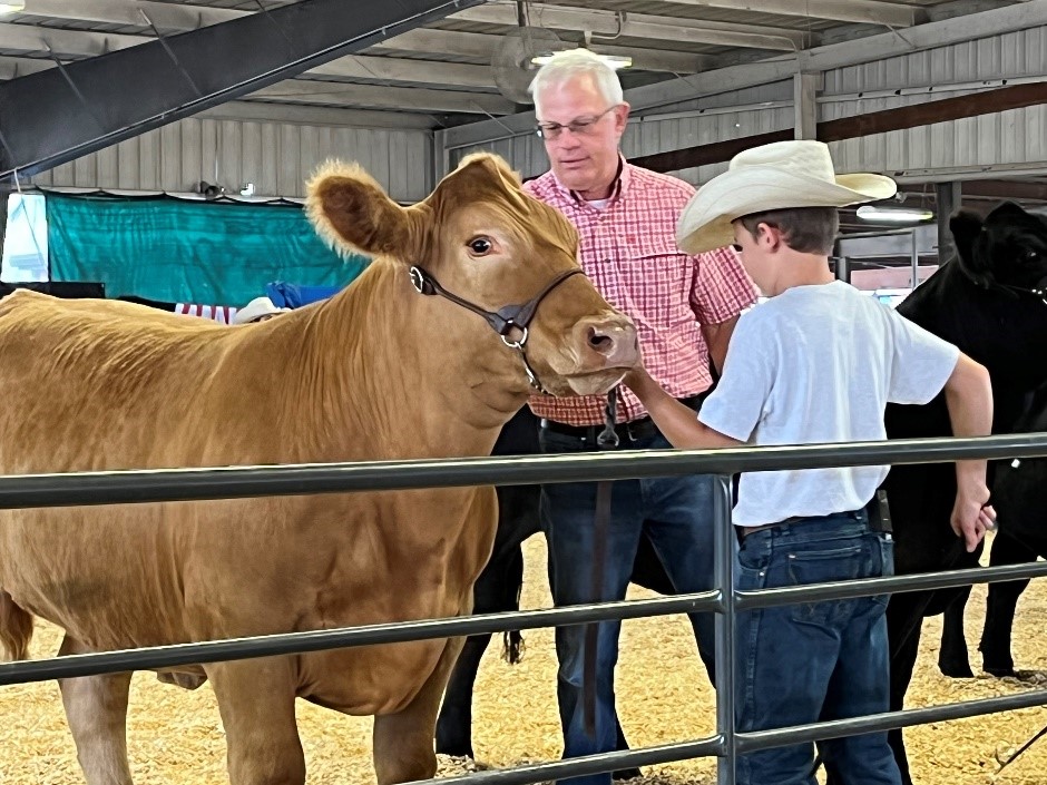 showing a cow