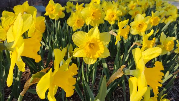 Daffodils in bloom 