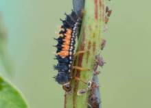 Adult ladybug larva
