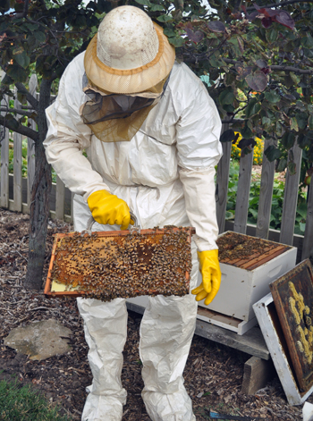 Beekeeper and bees