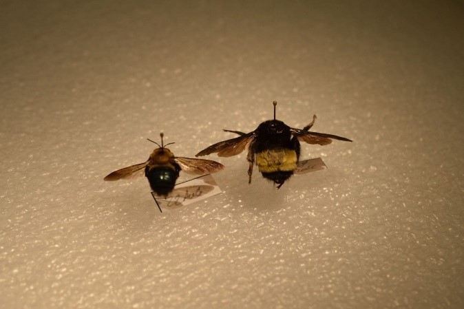 Carpenter Bee (Left) & Bumble Bee (Right)
