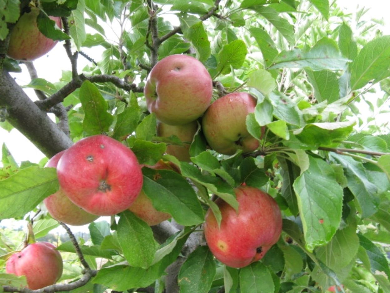 Apples on tree 