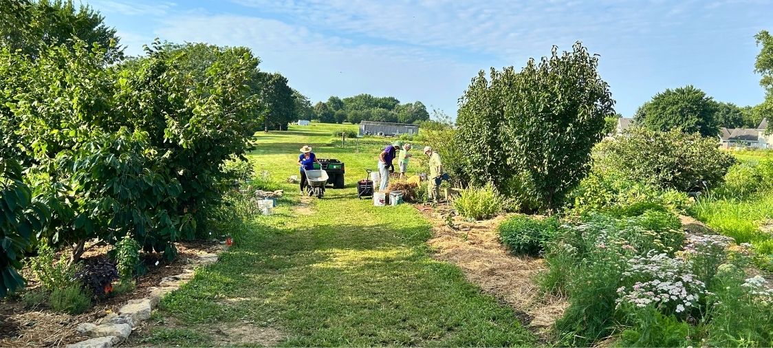 volunteers work in the entryway of the food forest
