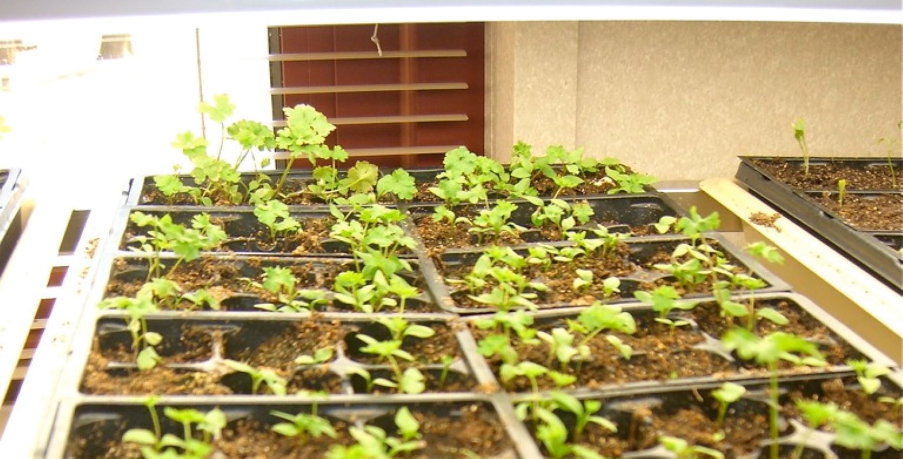 Seedlings in a flat