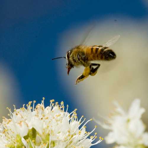 European honeybee in midflight
