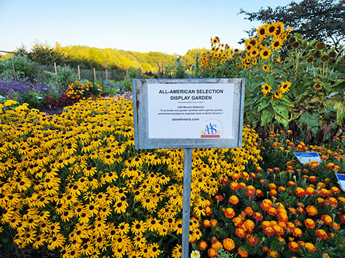 photo of yellow flowers in the all american garden