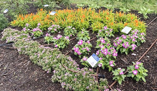 Photo of pink and orange flower beds