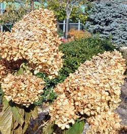 Dried hydrangea flowers