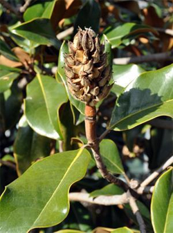 Magnolia seed pod