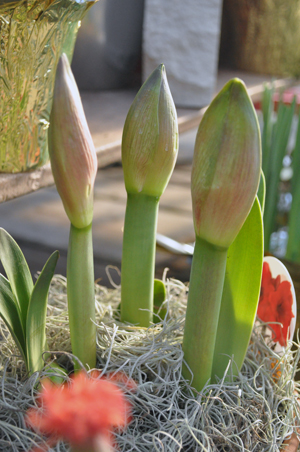 Three amaryllis buds planted in a pot