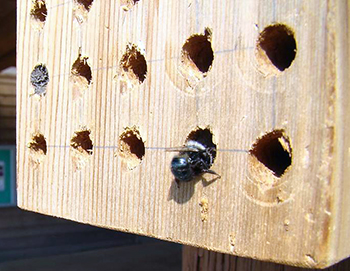 Mason bee in bee box